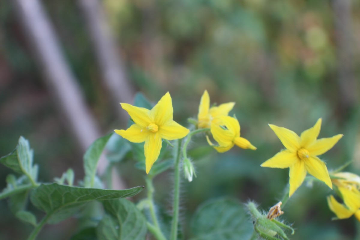 Solanum lycopersicum L.